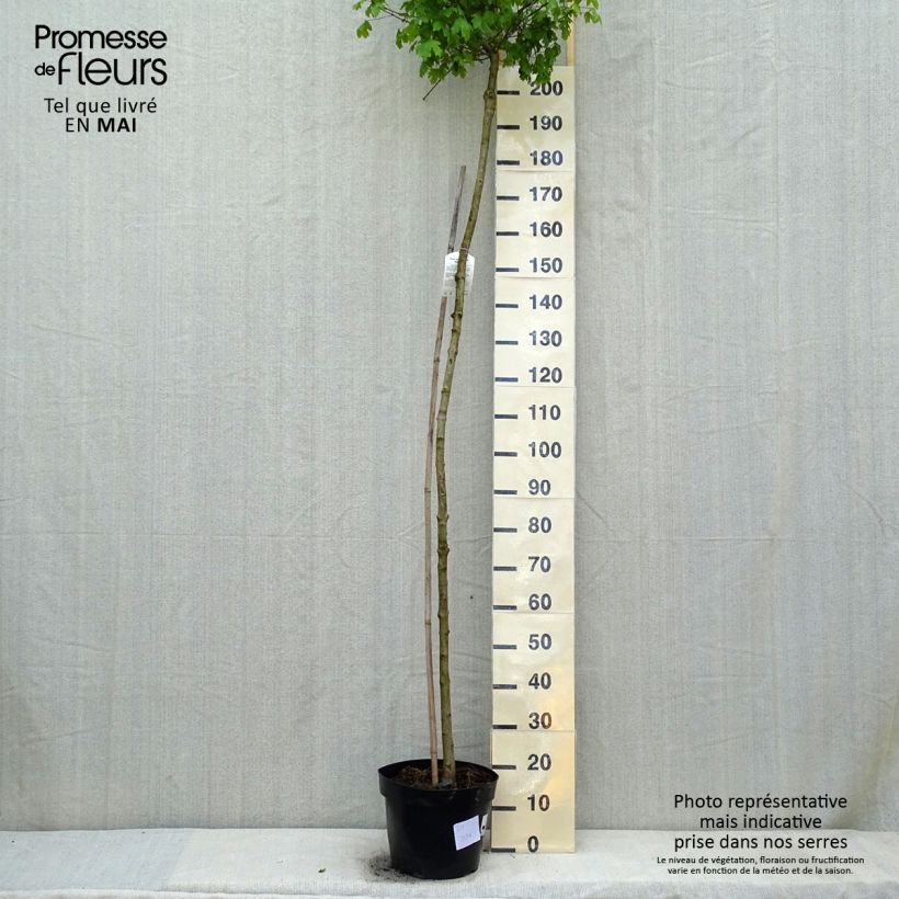 Spécimen de Érable champêtre nain - Acer campestre Nanum Pot de 20L/25L tel que livré au printemps