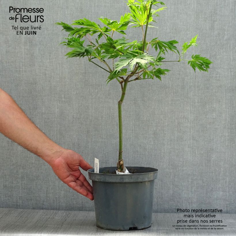 Spécimen de Érable du Japon - Acer japonicum Aconitifolium Pot de 4L/5L tel que livré en été