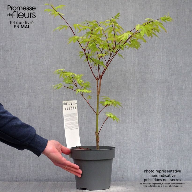 Spécimen de Érable du Japon - Acer palmatum Anne Irene en pot de 2L/3L tel que livré au printemps