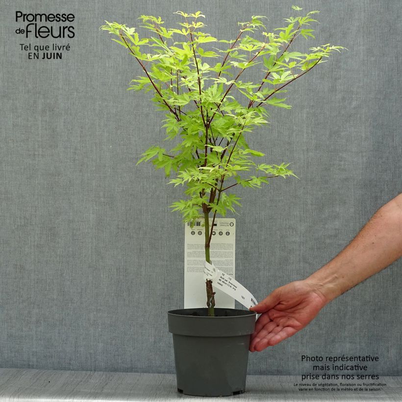 Spécimen de Érable du Japon - Acer palmatum Anne Irene Pot de 2L/3L tel que livré en été