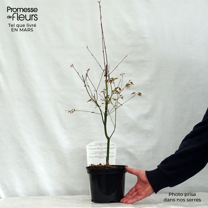Spécimen de Erable du Japon - Acer palmatum Asahi Zuru en pot de 2/3L tel que livré au printemps
