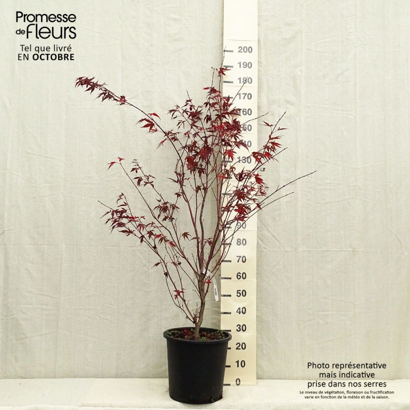 Spécimen de Érable du Japon - Acer palmatum Atropurpureum Pot de 20L/25L tel que livré en automne