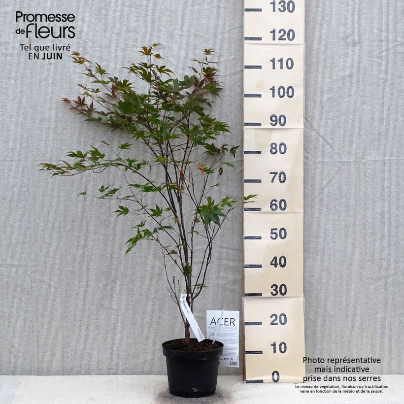 Spécimen de Érable du Japon - Acer palmatum Atropurpureum Pot de 2L/3L tel que livré en été