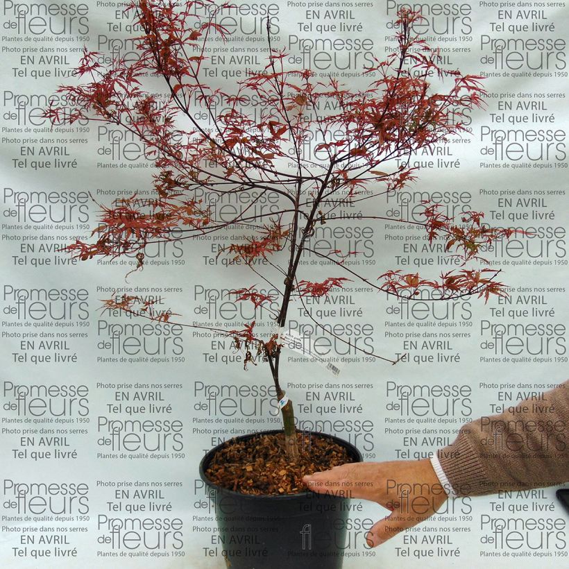 Exemple de spécimen de Erable du Japon - Acer palmatum Beni Komachi tel que livré