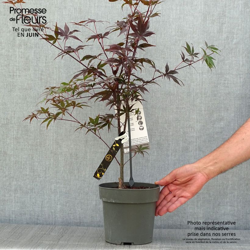 Spécimen de Érable du Japon - Acer palmatum Bloodgood Pot de 3L/4L tel que livré en été