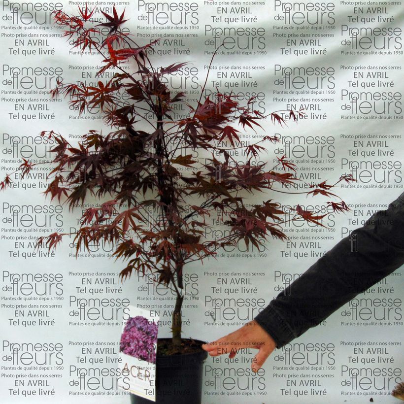 Spécimen de Érable du Japon - Acer palmatum Bloodgood tel que livré en printemps