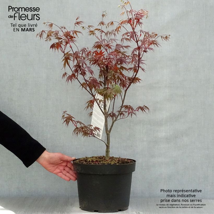 Spécimen de Érable du Japon - Acer palmatum Bloodgood pot de 7,5L/10L tel que livré au printemps