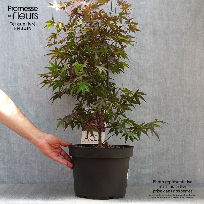 Spécimen de Érable du Japon - Acer palmatum Bloodgood Pot de 7,5L/10L tel que livré en été