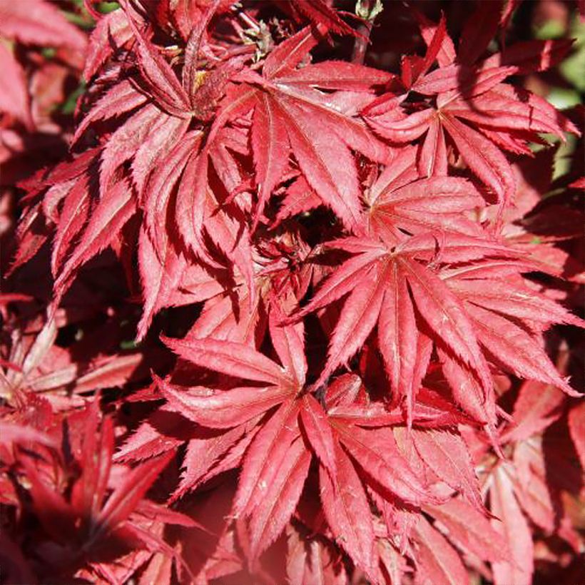 Erable du Japon - Acer palmatum Brandt’s Dwarf (Feuillage)