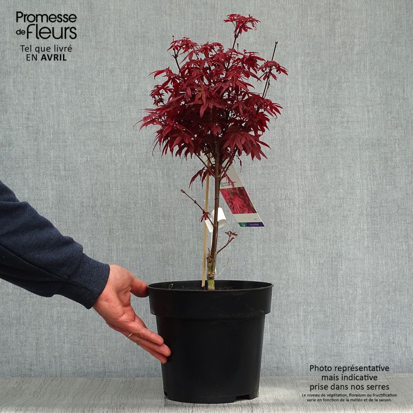 Spécimen de Erable du Japon - Acer palmatum Brandt’s Dwarf  tel que livré au printemps