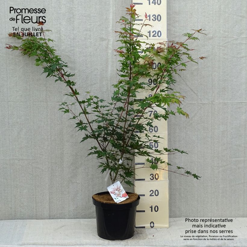 Spécimen de Erable du Japon - Acer palmatum Brown Sugar Pot de 10L tel que livré en été