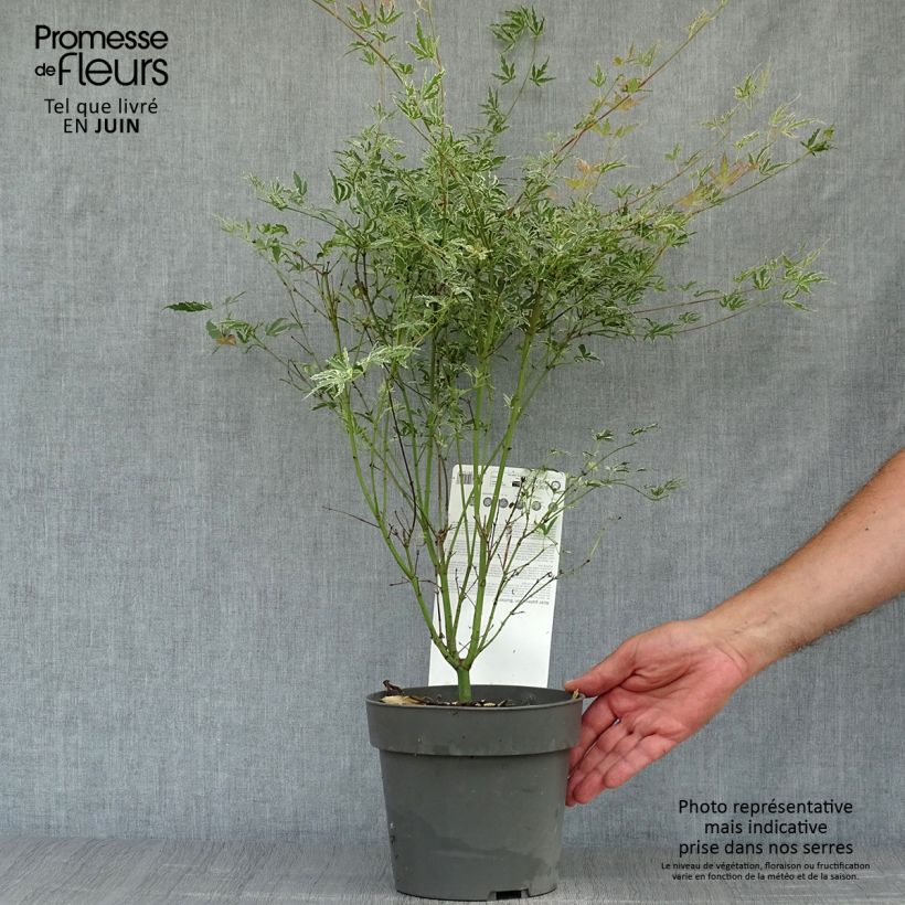 Spécimen de Érable du Japon - Acer palmatum Butterfly Pot de 2L/3L tel que livré en été