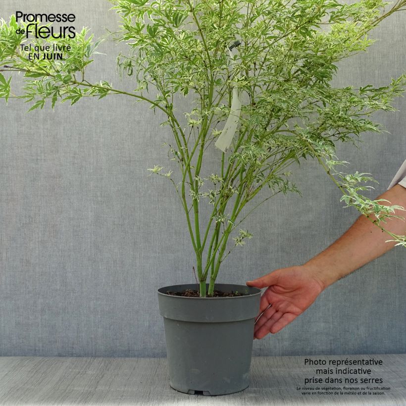 Spécimen de Érable du Japon - Acer palmatum Butterfly Pot de 4L/5L tel que livré en été