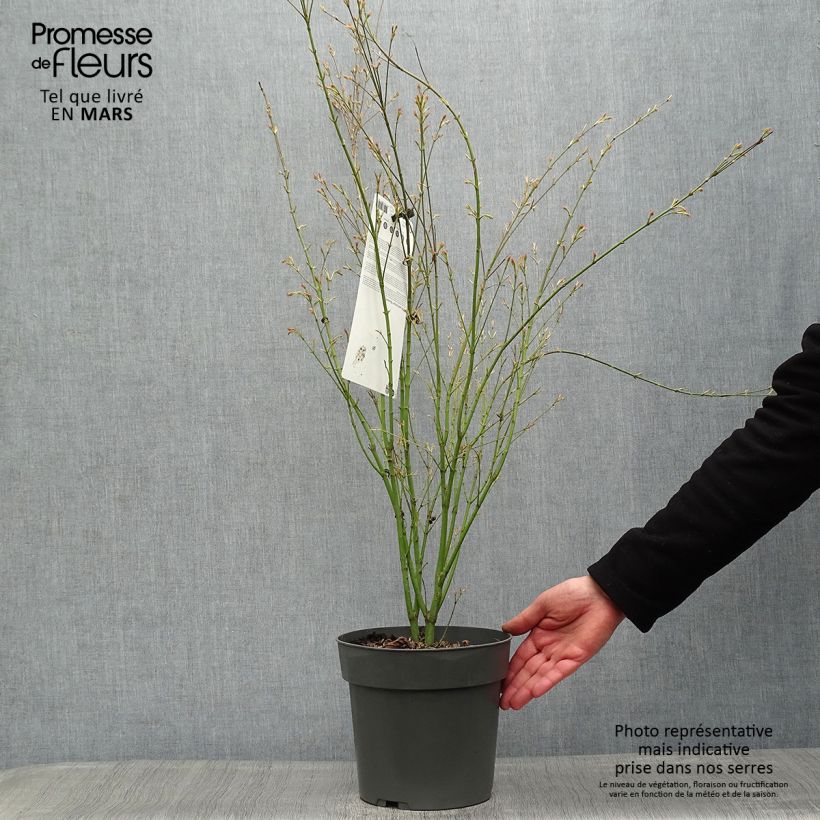 Spécimen de Érable du Japon - Acer palmatum Butterfly en pot de 4L/5L tel que livré au printemps