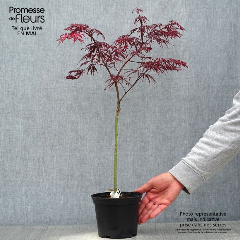 Spécimen de Érable du Japon - Acer palmatum Crimson Queen en pot de 2L/3L tel que livré au printemps