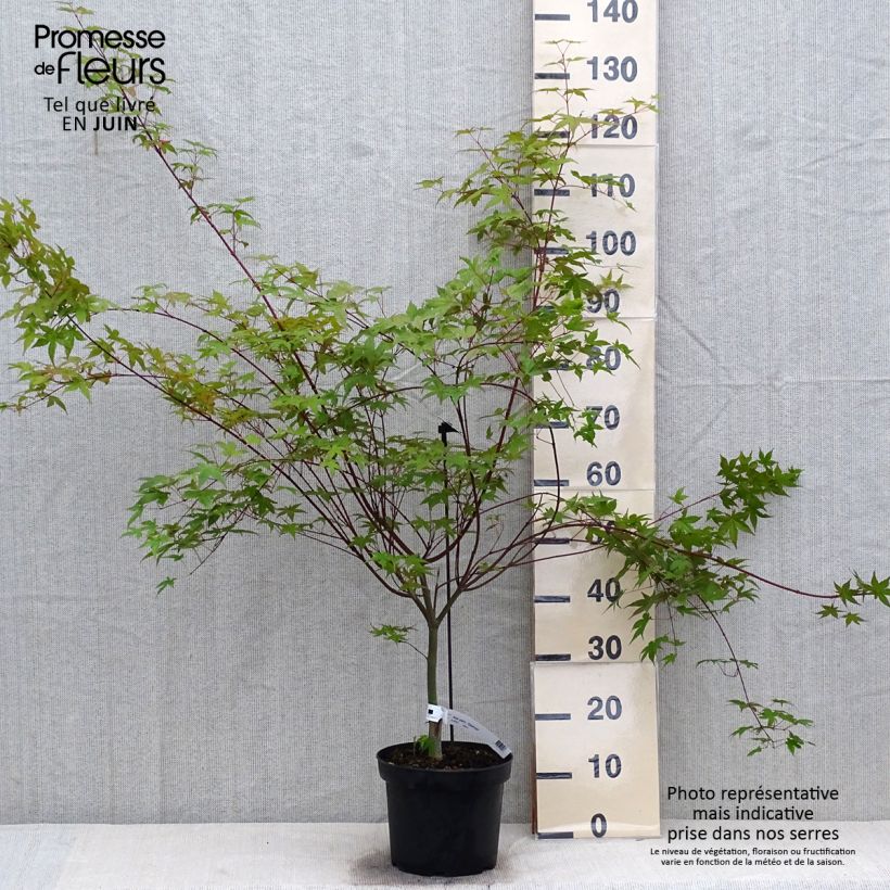 Spécimen de Érable du Japon - Acer palmatum Deshojo Pot de 4L/5L tel que livré en été