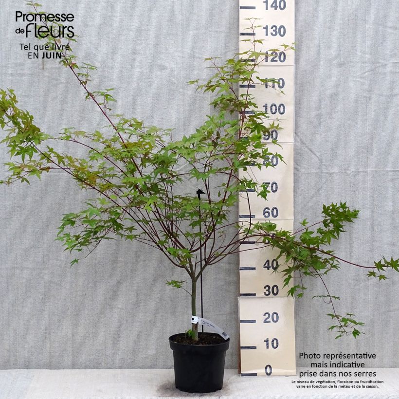Spécimen de Érable du Japon - Acer palmatum Deshojo tel que livré en ete