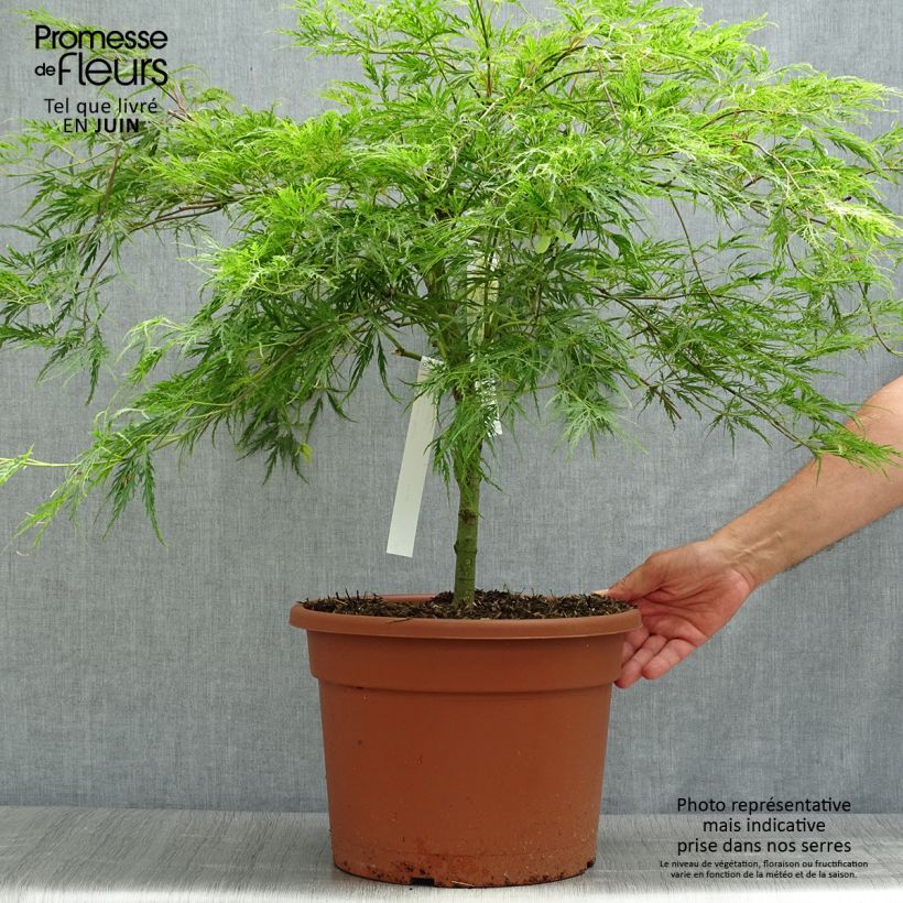 Spécimen de Érable du Japon - Acer palmatum Dissectum Pot de 7,5L/10L tel que livré en été