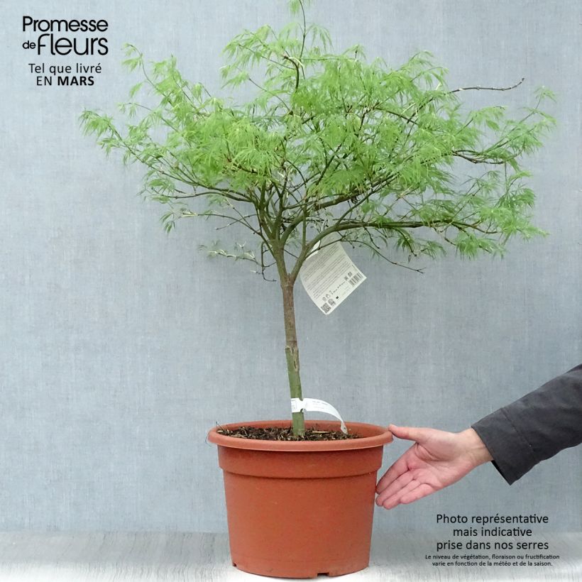 Spécimen de Érable du Japon - Acer palmatum Dissectum 10L tel que livré au printemps
