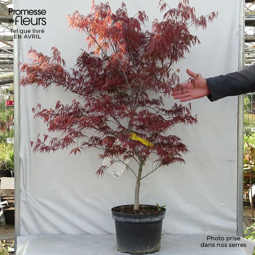 Spécimen de Érable du Japon - Acer palmatum Dissectum Garnet tel que livré au printemps