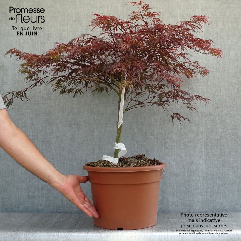 Spécimen de Érable du Japon - Acer palmatum Dissectum Garnet Coupe 7,5L / 10L tel que livré en été