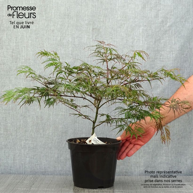 Spécimen de Érable du Japon - Acer palmatum Dissectum Garnet Pot de 3L/4L tel que livré en été