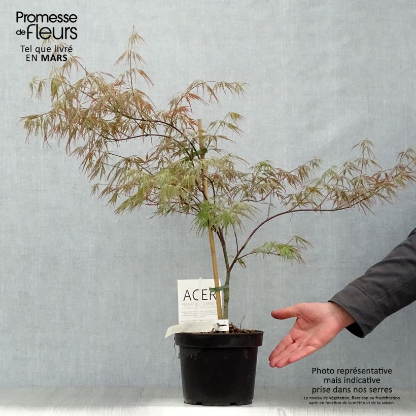 Spécimen de Érable du Japon - Acer palmatum Dissectum Garnet 3L/4L 40/50cm tel que livré au printemps