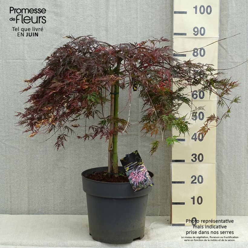 Spécimen de Erable du Japon - Acer palmatum Dissectum Orangeola - Pot de 7.5L/10L tel que livré au printemps