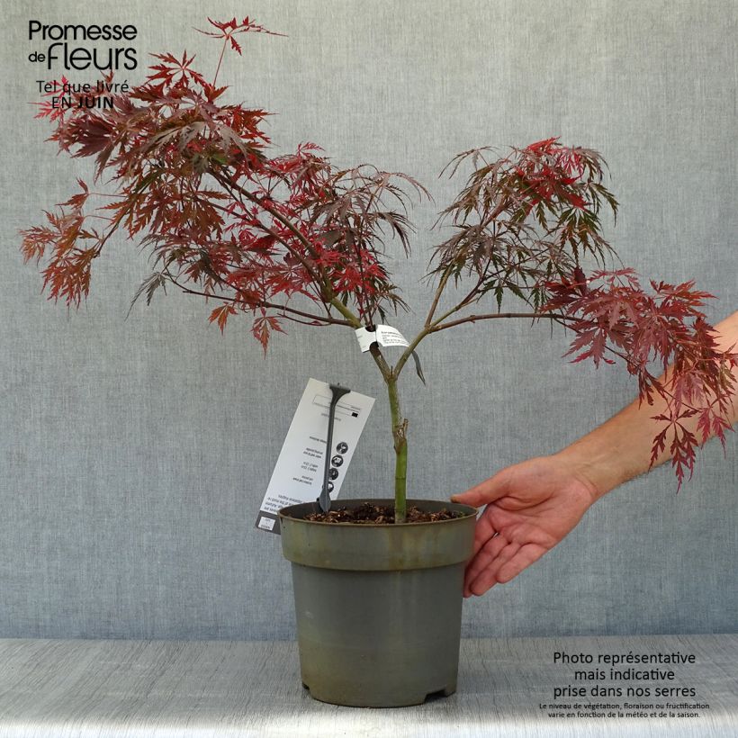 Spécimen de Érable du Japon - Acer palmatum Dissectum Tamukeyama Pot de 4L/5L tel que livré en été