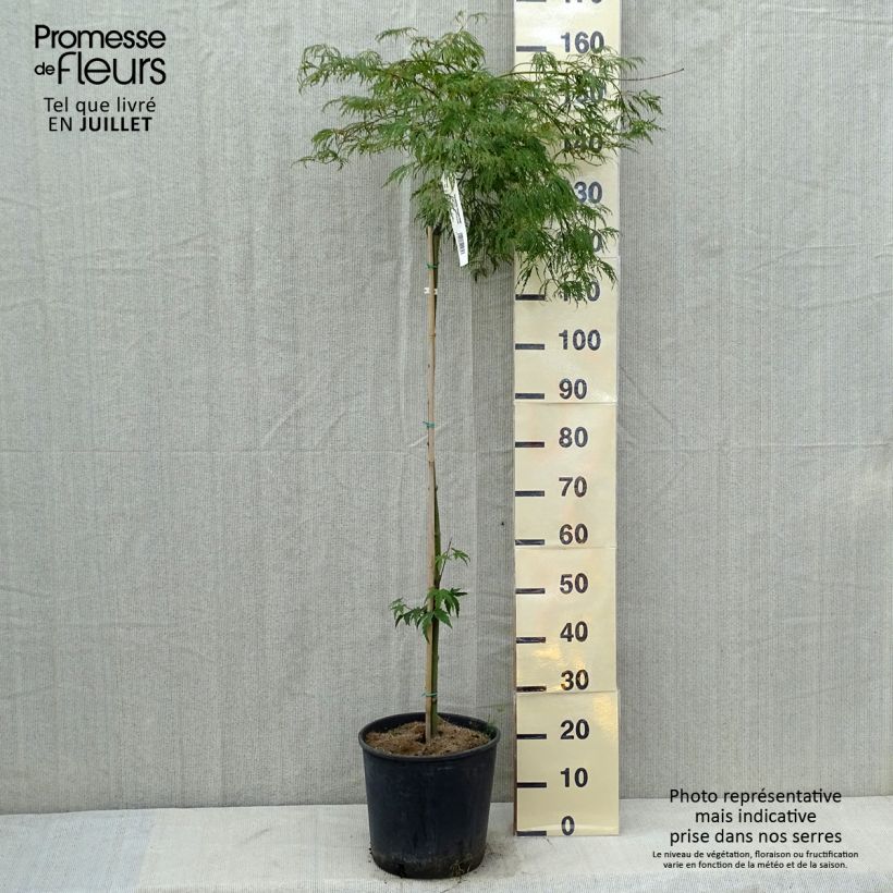 Spécimen de Érable du Japon - Acer palmatum Dissectum Viridis Pot de 12L/15L, Tige tel que livré en été