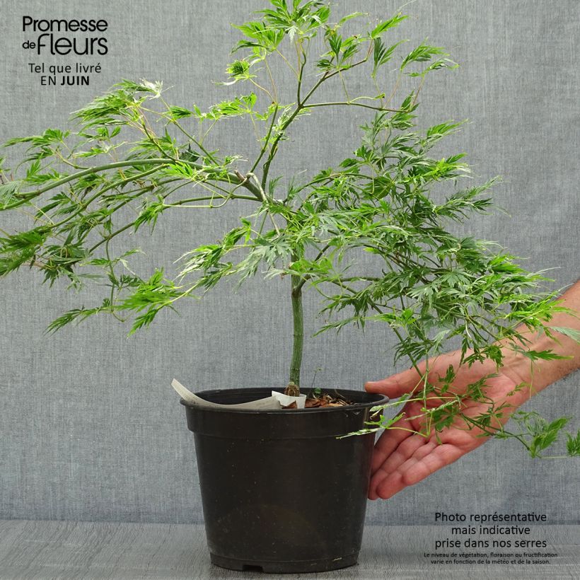 Spécimen de Érable du Japon - Acer palmatum Dissectum Pot de 3L/4L tel que livré en été