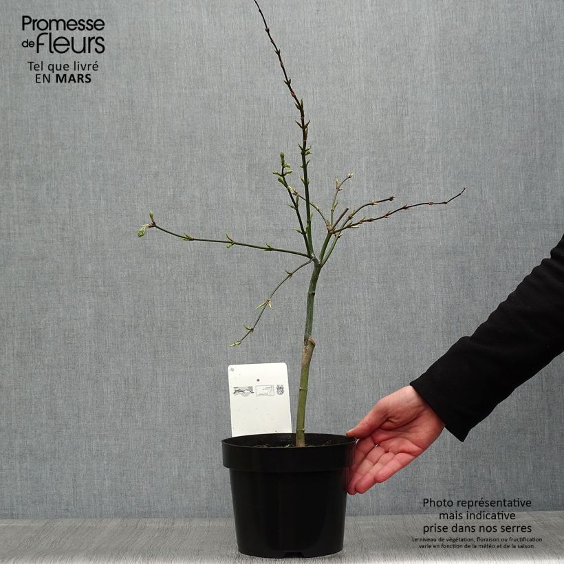 Spécimen de Érable du Japon - Acer palmatum Dissectum tel que livré au printemps