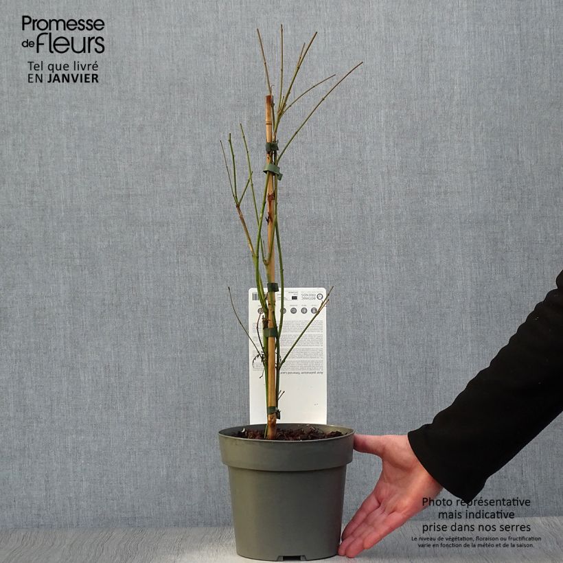 Spécimen de Érable du Japon - Acer palmatum Emerald Lace en pot de 7,5L./10L. tel que livré en hiver