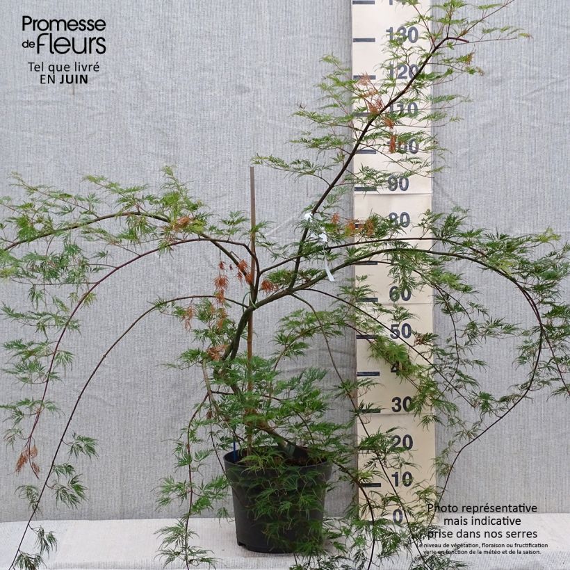 Spécimen de Érable du Japon - Acer palmatum Emerald Lace en pot de 7,5L./10L. tel que livré en été