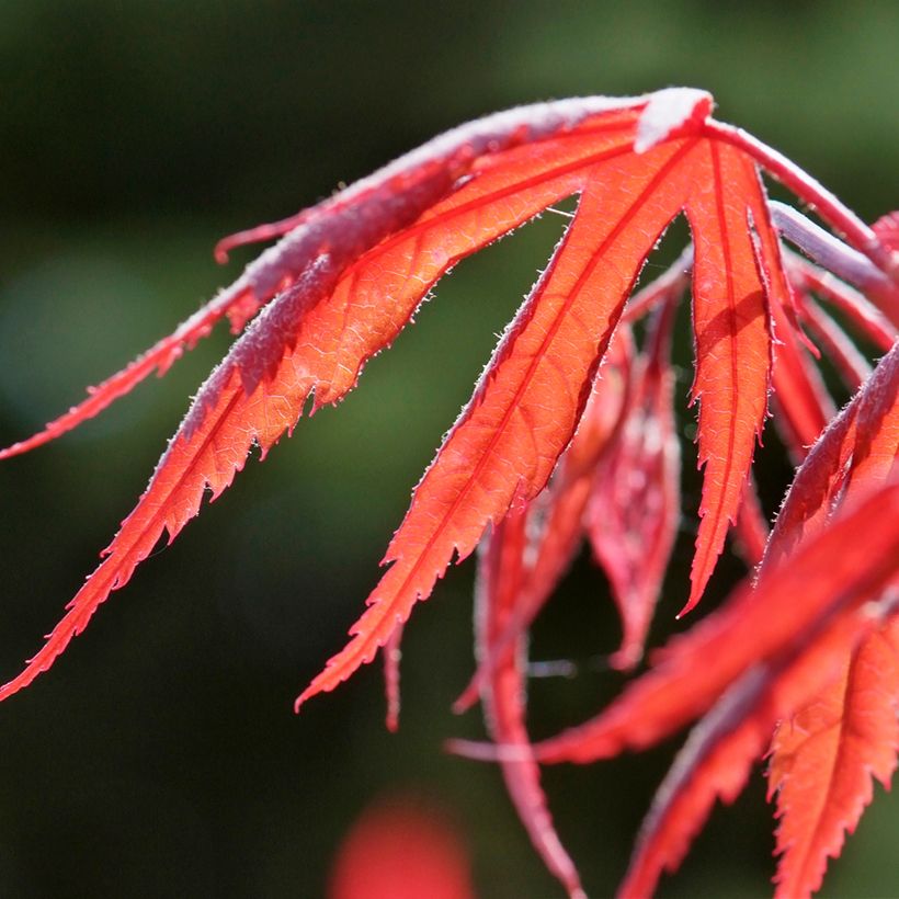 Erable du Japon - Acer palmatum Inaba-Shidare (Feuillage)