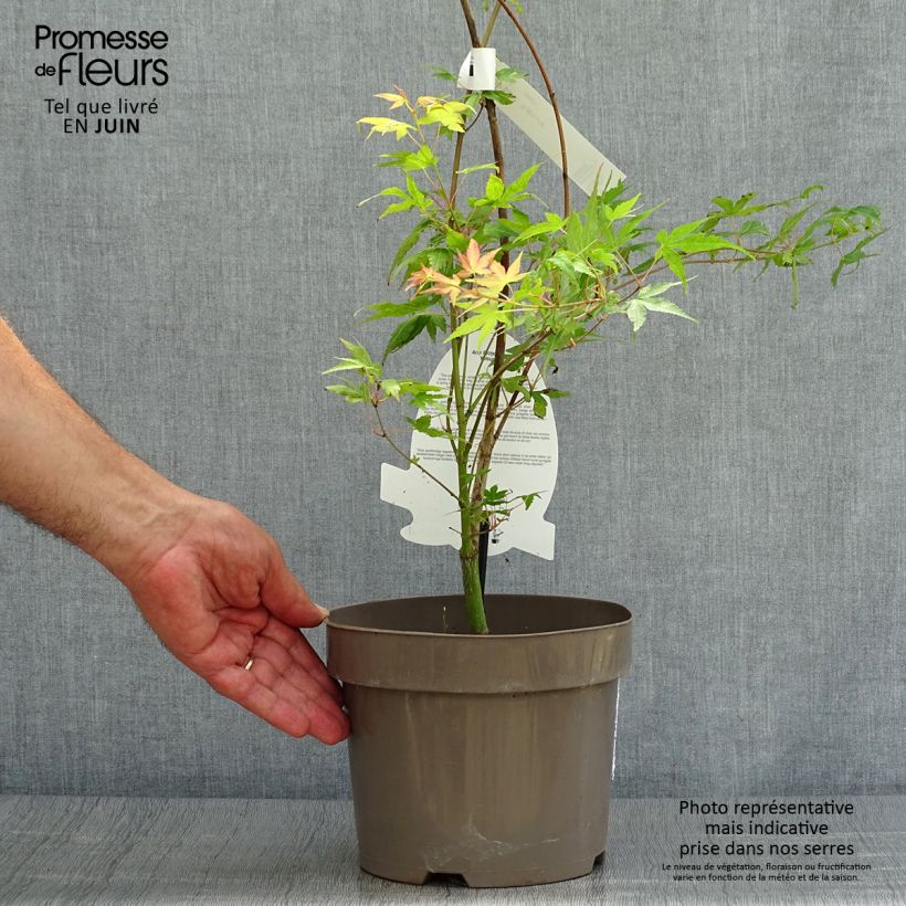 Spécimen de Érable du Japon - Acer palmatum Katsura tel que livré en ete