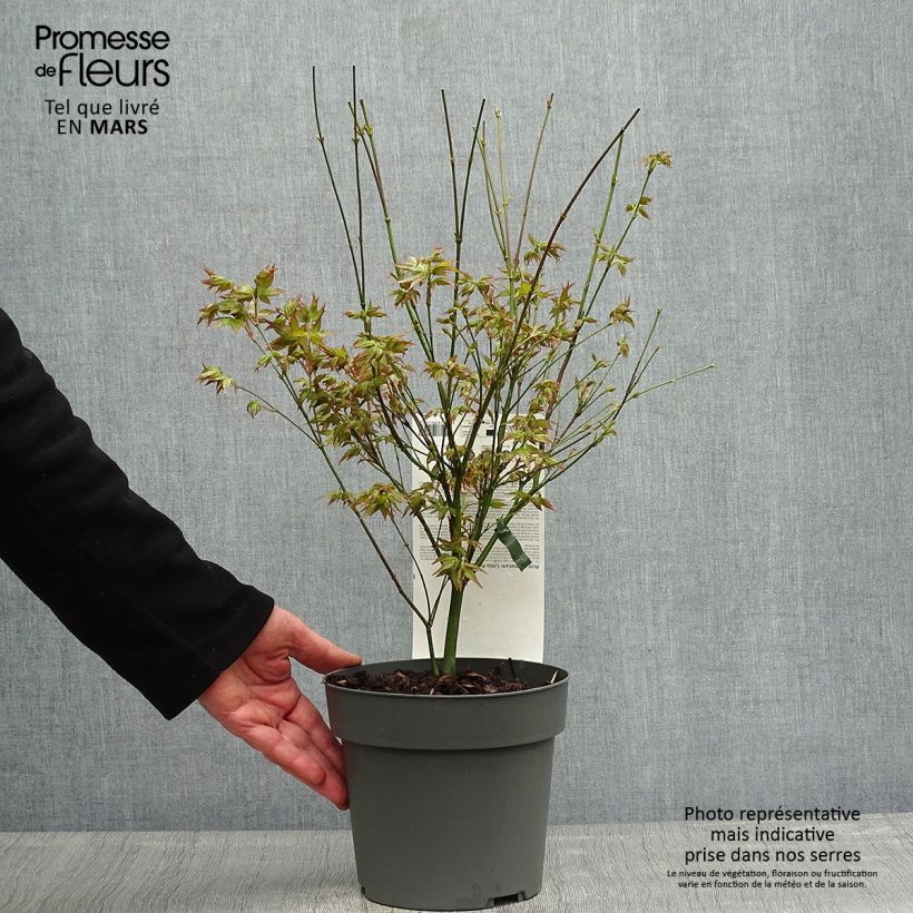 Spécimen de Érable du Japon - Acer palmatum Little Princess en pot de 2L/3L tel que livré au printemps
