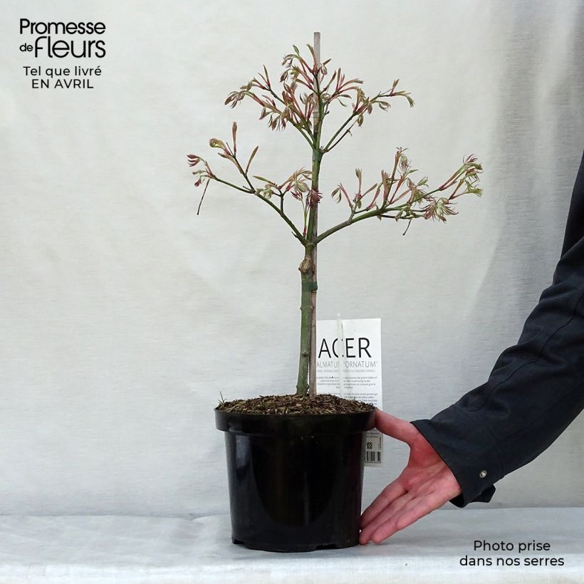 Spécimen de Erable du Japon - Acer palmatum Ornatum Pot de 4/5L tel que livré au printemps