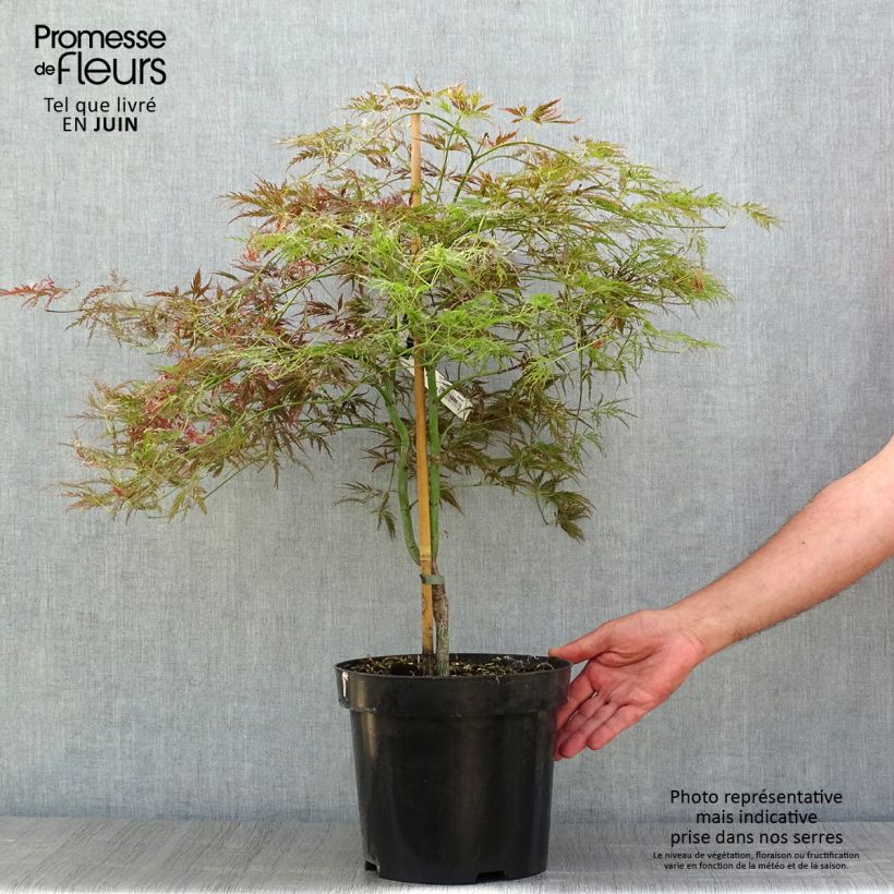 Spécimen de Erable du Japon - Acer palmatum Ornatum Pot de 7,5L/10L tel que livré en été