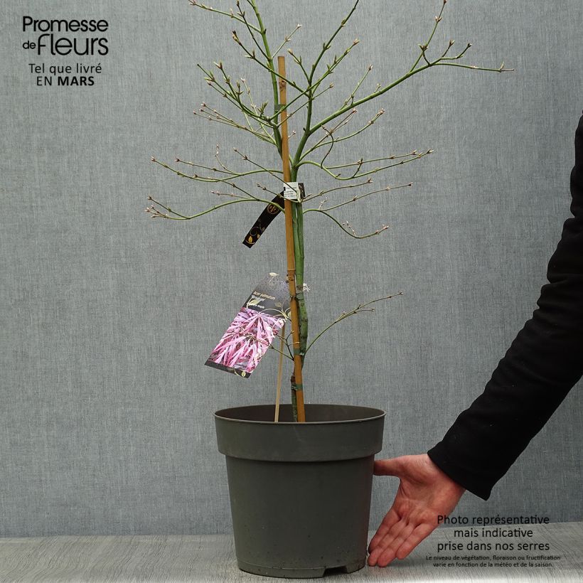 Spécimen de Erable du Japon - Acer palmatum Ornatum Pot de 10L tel que livré au printemps