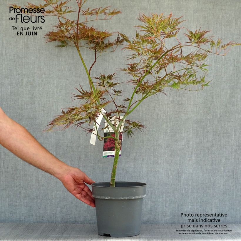 Spécimen de Erable du Japon - Acer palmatum Ornatum Pot de 4L/5L tel que livré en été