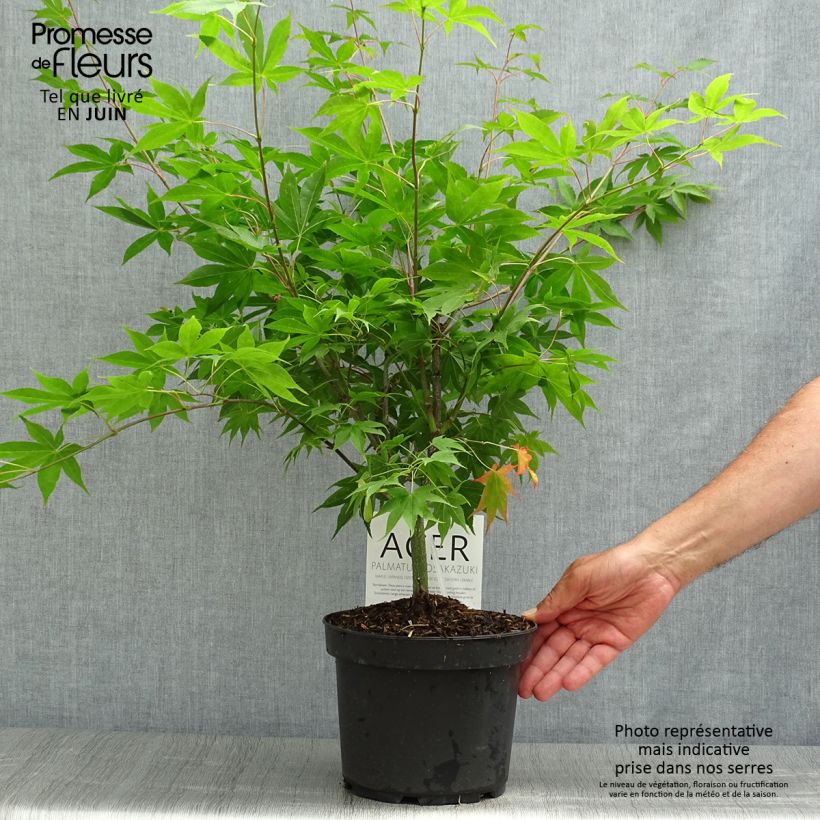 Spécimen de Érable du Japon - Acer palmatum Osakazuki Pot de 3L/4L tel que livré en été