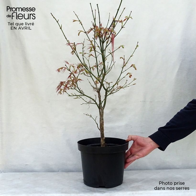Spécimen de Erable du Japon - Acer palmatum Red Pygmy tel que livré au printemps
