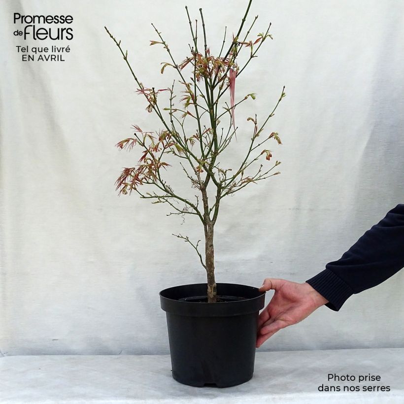 Spécimen de Erable du Japon - Acer palmatum Red Pygmy en pot de 4/5L tel que livré au printemps