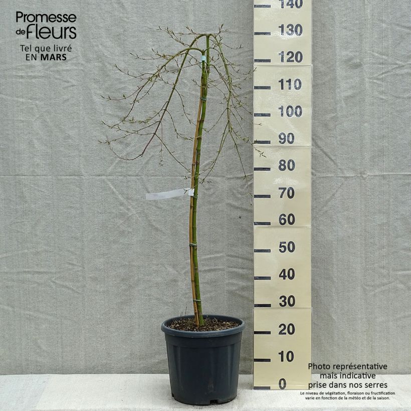 Spécimen de Érable du Japon - Acer palmatum Ryusen tel que livré en printemps