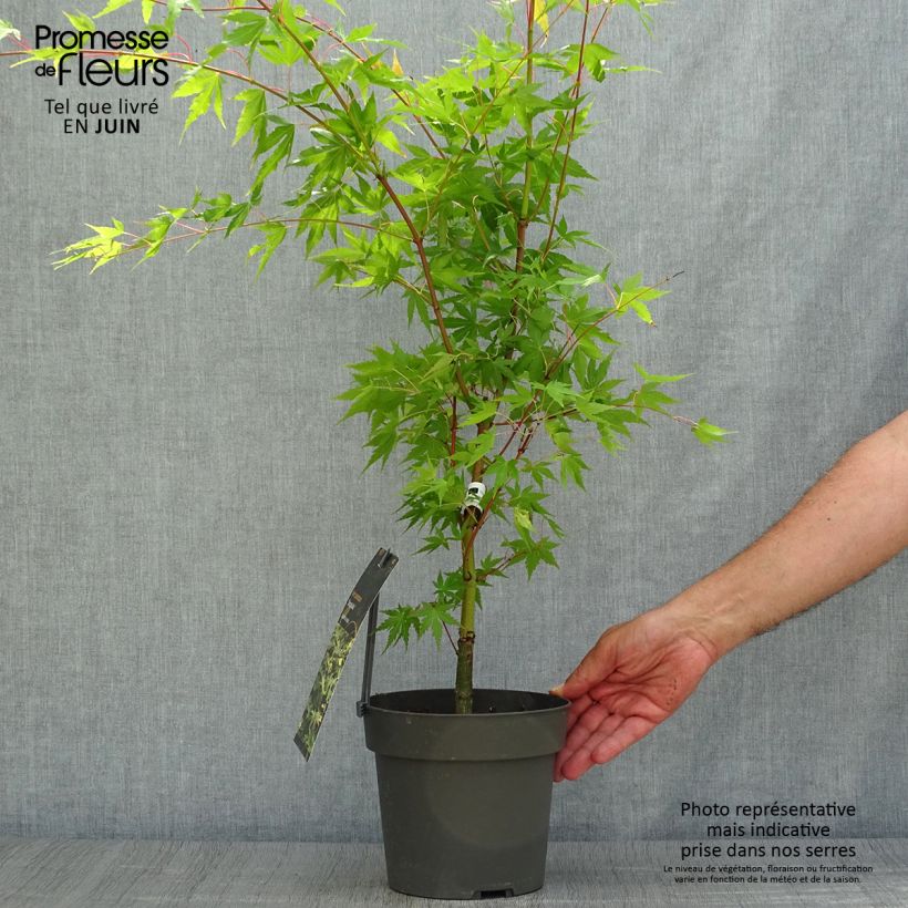 Spécimen de Erable du Japon - Acer palmatum Sangokaku (Senkaki) Pot de 2L/3L tel que livré en été