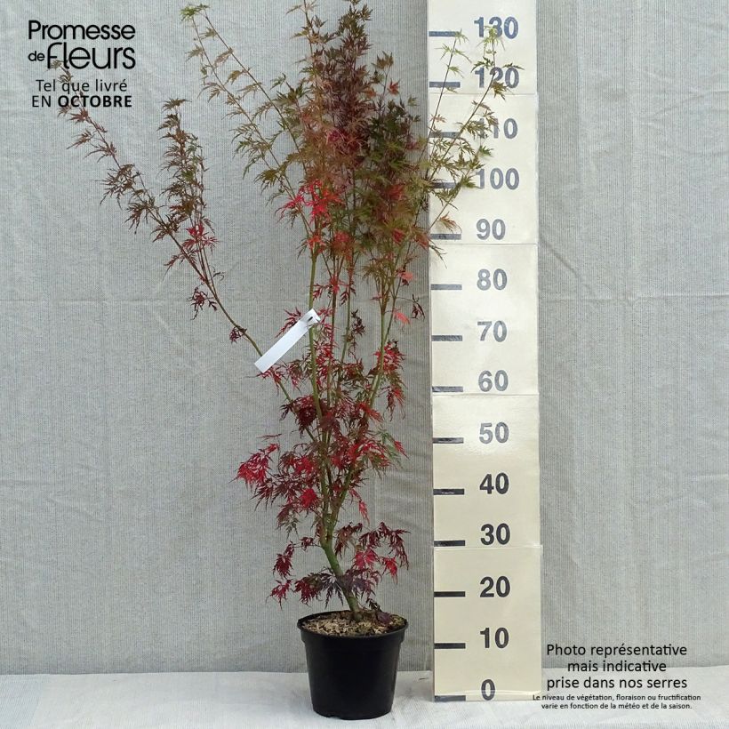Spécimen de Érable du Japon - Acer palmatum Seiryu tel que livré en automne