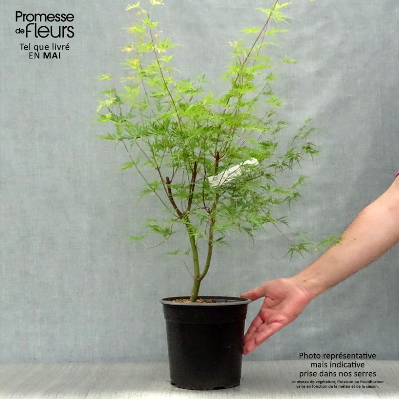 Spécimen de Érable du Japon - Acer palmatum Seiryu tel que livré au printemps