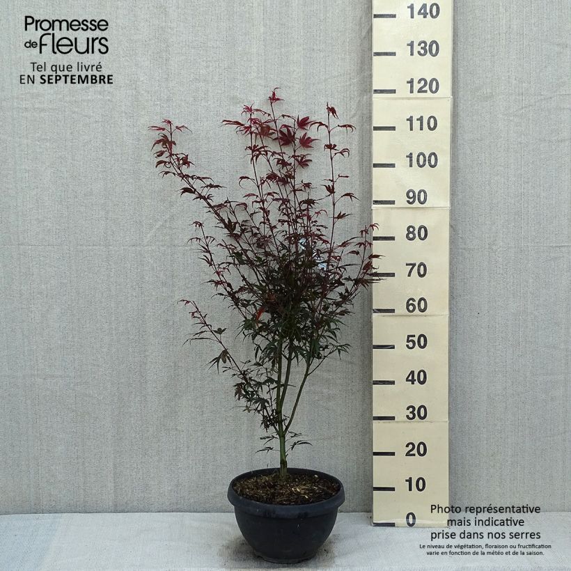 Spécimen de Erable du Japon - Acer palmatum Shaina Pot de 6L/7L tel que livré en été