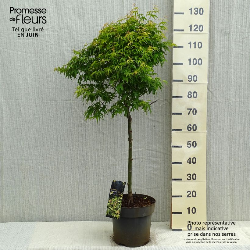 Spécimen de Erable du Japon - Acer palmatum Sharp's Pygmy - Pot de 7,5L/10L tel que livré au printemps